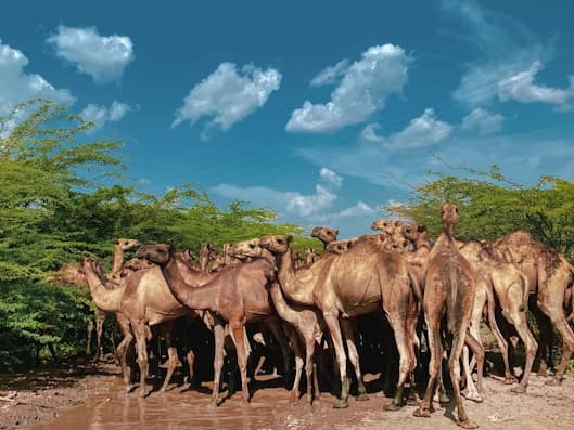 A herd of camels on the road